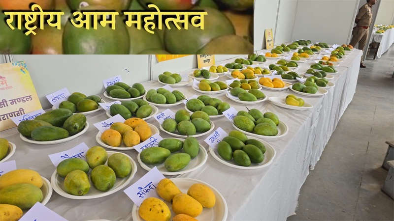 रायपुर : कृषि विश्वविद्यालय में 29 से 31 मई तक राष्ट्रीय आम महोत्सव