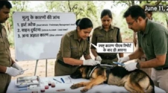 मप्र के कूनों में चीतों की निगरानी के लिए तैनात जर्मन शेफर्ड डॉग की मौत