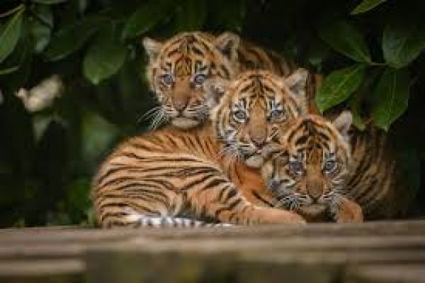  Lioness gives birth to three cubs in MP zoo