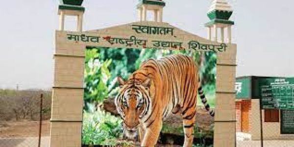 मप्र के माधव नेशनल पार्क में 27 साल बाद आज फिर दहाड़ेंगे बाघ
