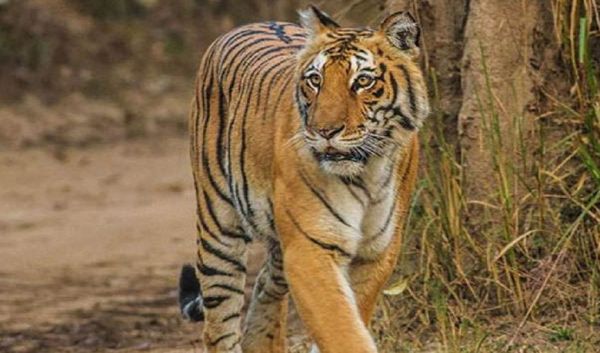 एनटीसीए की 30 सदस्यीय दल ने देखा भोपाल का बाघ प्रबंधन, की सराहना