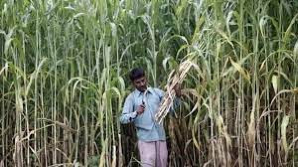 कैबिनेट : गन्ना किसानों को मोदी सरकार का तोहफा, खरीद मूल्य 10 रुपये प्रति क्विंटल बढ़ाया