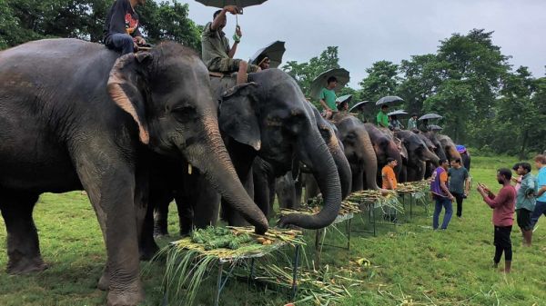 नेपाल : विश्व हाथी दिवस पर केक काटकर हुआ हाथियों का पिकनिक