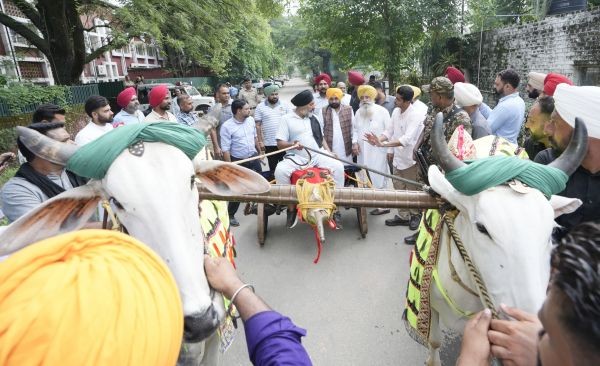 पंजाब में फिर शुरू हाेगी बैलों की दौड़, विधानसभा में विधेयक पारित