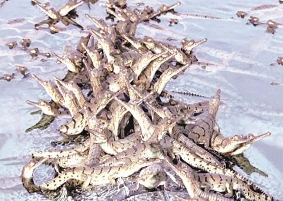 मप्र के चंबल से घड़ियाल के 30 और कछुए के 40 बच्चों के साथ तीन तस्कर गिरफ्तार
