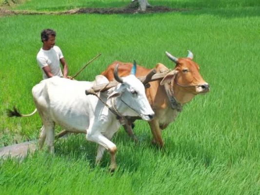 छत्तीसगढ़ : विशेष लेख : राज्य सरकार के नीतिगत फैसलों से खेती किसानी को नया संबल मिला