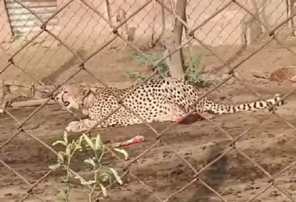 मप्र के कूनो से राजस्थान के रणथंभौर पहुंची मादा चीता ज्वाला, वन विभाग की टीम ने किया रेस्क्यू
