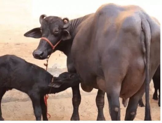 झुंझुनू में 50 हजार पशुओं का होगा रजिस्ट्रेशन