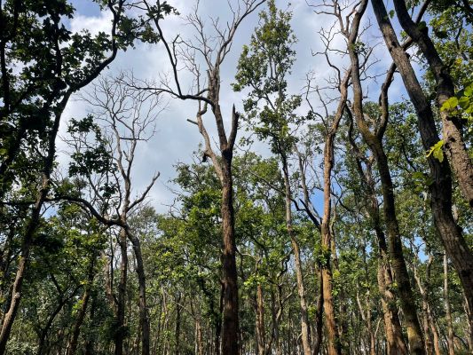 अमरकंटक के साल वनों पर संकट: साल बोरर संक्रमण ने बजाई पर्यावरणीय खतरे की घंटी