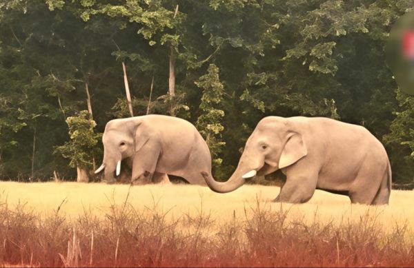 धान के खेतों में हाथियों का उत्पात, किसानों में बढ़ा आक्रोश