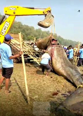 तालसारी समुद्र तट पर मिला विशालकाय शार्क, देखने उमड़ी लोगों की भीड़
