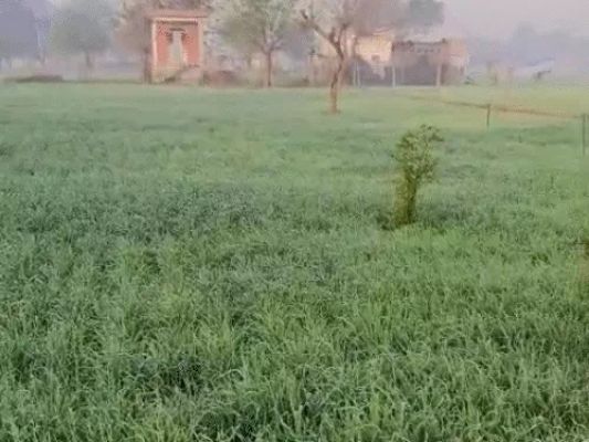 नव वर्ष की शुरुआत में बारिश की संभावना, राजस्थान में सर्दी का सितम जारी