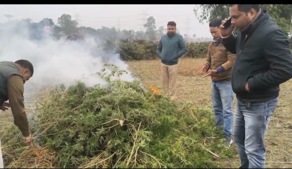 गांजा की अवैध खेती को पुलिस ने किया नष्ट