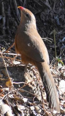  उत्तरकाशी जिले में पहली बार कैमरे में कैद हुआ दुर्लभ पक्षी सिरकीर मालकोहा