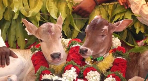 गाय के बछड़ों के लिए हुआ भव्य पालना व नामकरण संस्कार, गदग के रामगिरी गांव में दिखी अनोखी परंपरा