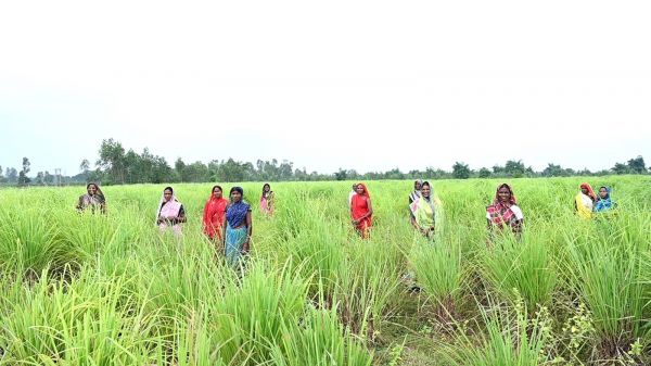 छग में लेमनग्रास की खेती- किसानों के लिए कमाई का उत्तम विकल्प