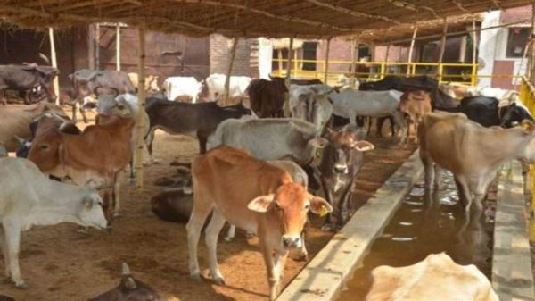 मीरजापुर में जिला मुख्यालय से ही सभी गो आश्रय स्थलों की हो सकेगी निगरानी