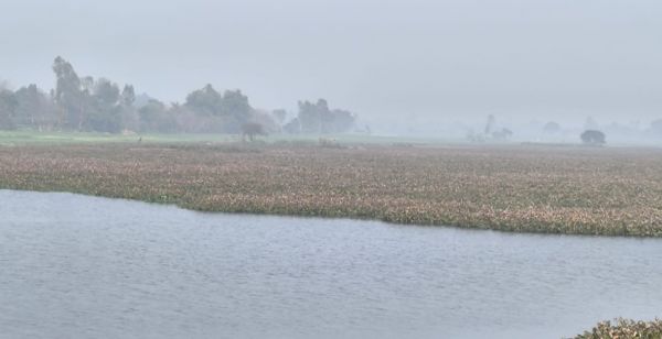 बाराबंकी जिले की प्रसिद्ध भगहर झील की सुंदरता पर जलकुंभी का ग्रहण