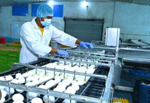 अंडा उत्पादन फर्म स्थापित करने को सरकार दे रही है अनुदान