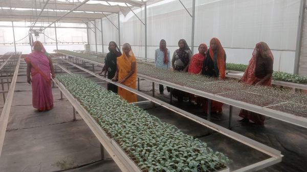 राजकीय नर्सरी सैदाबाद में उपलब्ध है गुणवत्तायुक्त, रोगमुक्त सब्जियों की बेहन