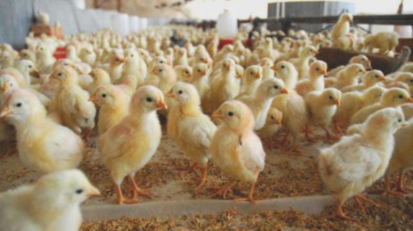 चूंजा हेचरी प्लांट स्थापित करने को योगी सरकार दे रही छूट