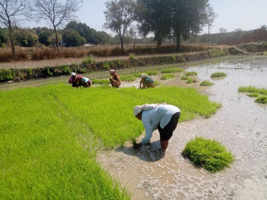 धान के साथ वैकल्पिक फसलों की ओर बढ़ते धमतरी के किसान, रागी की खेती बनी नई पहचान
