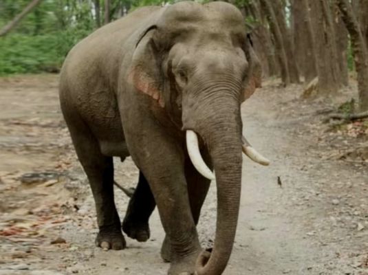 झारखंड : हाथियों के झुंड ने छह लोगों को रौंदा, मौत