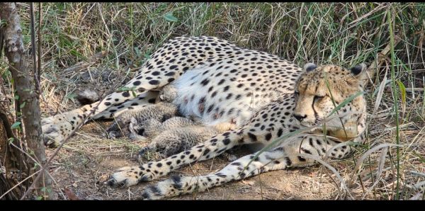 मध्य प्रदेश के कूनो राष्ट्रीय उद्यान में दक्षिण अफ्रीका से लाई गई गामिनी के घर गूंजी किलकारी, तीन चीता शावक जन्मे