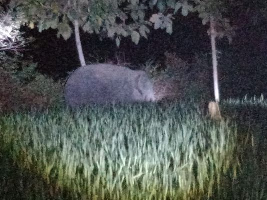 अनूपपुर में हाथियों की दस्तक, छत्तीसगढ़ से आया चौथा हाथी; वन विभाग अलर्ट