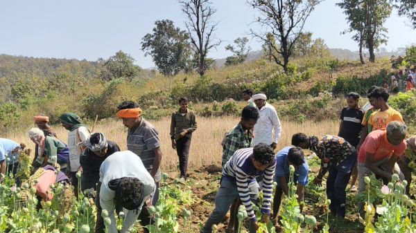 बलरामपुर में फिर मिली अफीम की खेती , कुसमी ब्लॉक के तुर्रिपानी में अवैध फसल का खुलासा