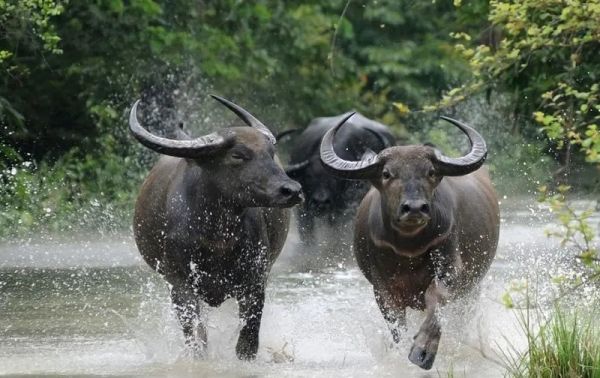 काजीरंगा से आज मप्र आएंगे चार जंगली भैंसे, मुख्यमंत्री सूपखार में करेंगे पुनर्स्थापन का शुभारंभ