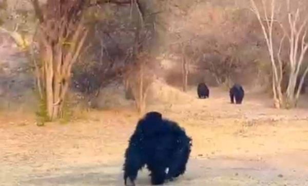 कांकेर के जंगलवार कॉलेज ट्रेनिंग सेंटर में दिखे सात भालू और दो शावक