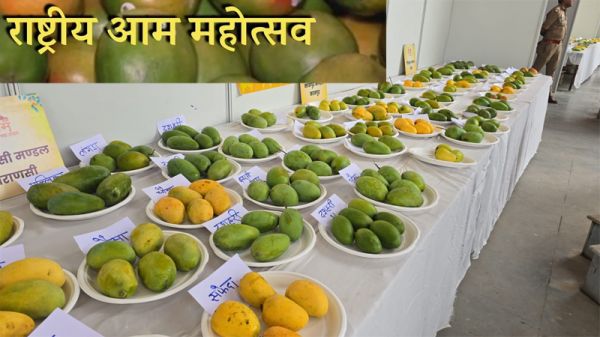 रायपुर : कृषि विश्वविद्यालय में 29 से 31 मई तक राष्ट्रीय आम महोत्सव