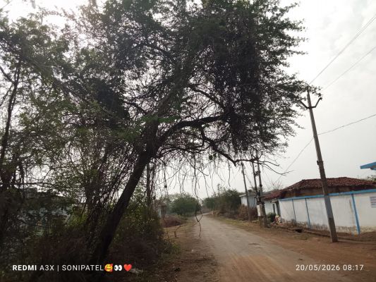 हंकारा में सड़क किनारे झुका बबूल बना हादसे का कारण, ग्रामीणों में दहशत