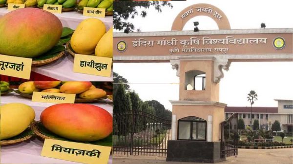रायपुर के कृषि विश्वविद्यालय में तीन दिवसीय राष्ट्रीय आम महोत्सव आज से