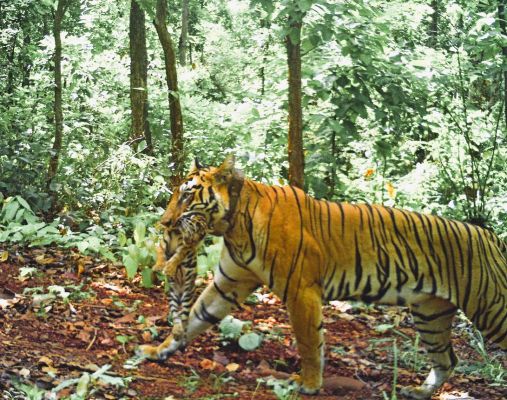 महाराष्ट्र की &lsquo;जीनत&rsquo; बाघिन ने सिमलीपाल में दिया चार शावकों को जन्म