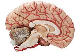 Differences between brains of primates are small but significant