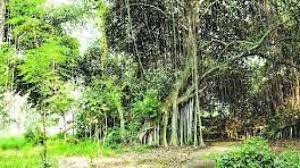 कई वृक्ष प्रजातियां विलुप्ति की कगार पर