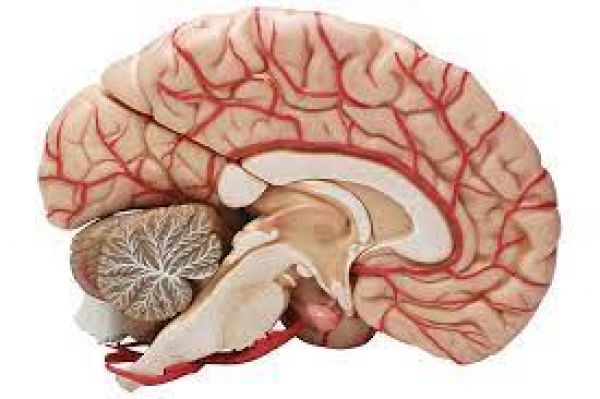 Differences between brains of primates are small but significant