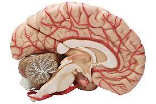 Differences between brains of primates are small but significant