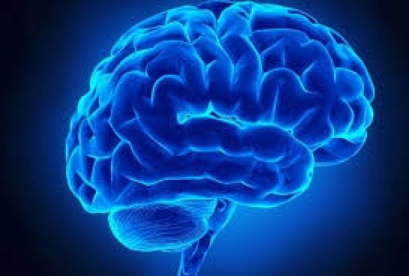 चीनी और वसा से मस्तिष्क कैसे प्रभावित होता है