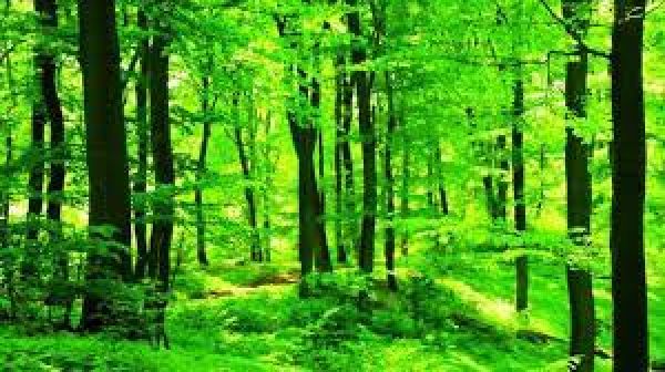  वन सृजन व हरियाली बढ़ाने के सार्थक प्रयास