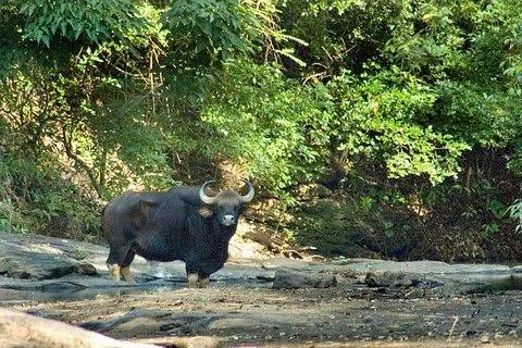 छत्तीसगढ़ का सीतानदी अभयारण्य