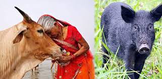 गाय और सुअर से लड़ाई कराकर खेली जाती है दिवाली-बुन्देलखंड