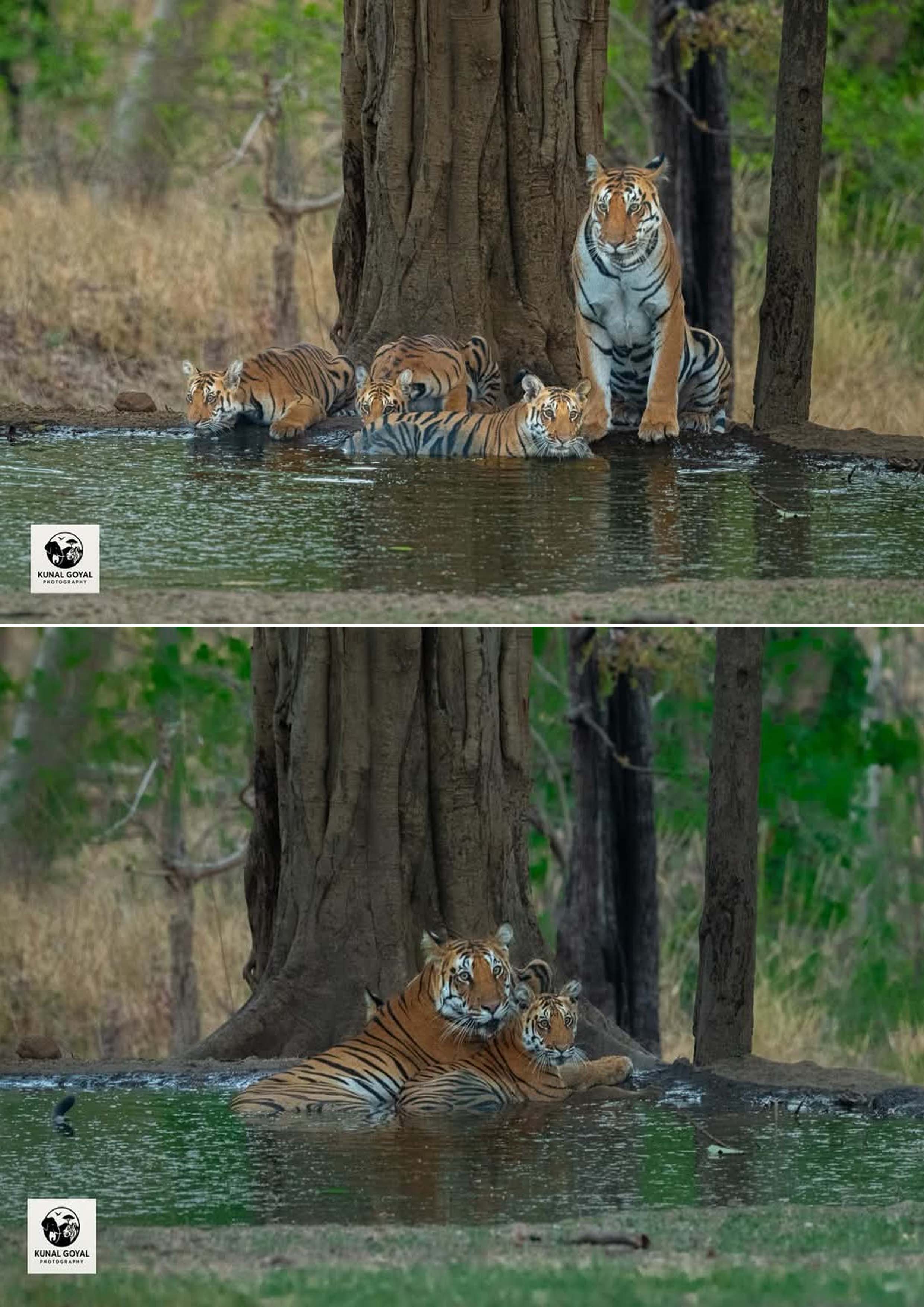 म.प्र. कालर वाली बाघिन के वंशज काला पहाड़ मादा बाघिन और उसके शावकों की तस्वीर लेने का सौभाग्य मिलाः कुनाल गोयल