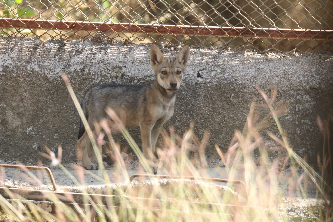  जूनागढ़ का सक्करबाग प्राणी उद्यान बना इंडियन ग्रे वुल्फ के संरक्षण के लिए आशा की किरण