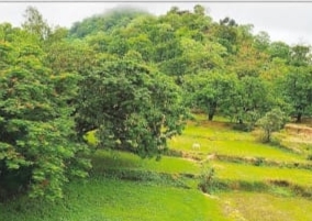  हरियाली की चादर में ढका छत्तीसगढ़ का बलरामपुर वनक्षेत्र