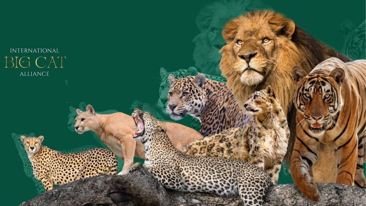 अंतरराष्ट्रीय बिग कैट एलायंस के प्रतिनिधियों को दिया गया विशेषाधिकार