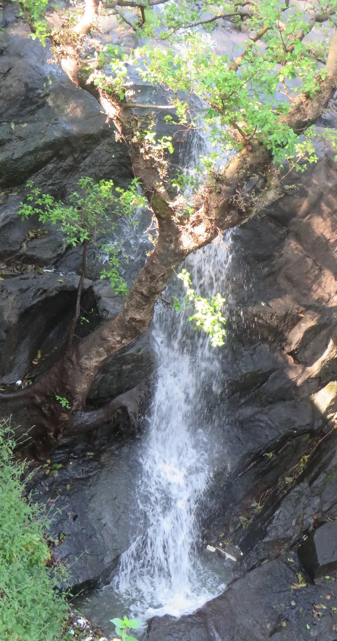 बारिश से निखरा माउंट आबू का सौंदर्य, झरनों की कलकल ध्वनि और नक्की झील की चादर बनी सैलानियों के आकर्षण का केंद्र