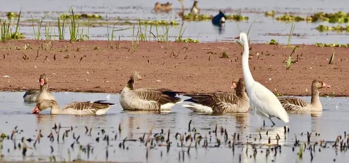 बिहार के कटिहार स्थित गोगाबील झील रामसर स्थल की सूची में शामिल